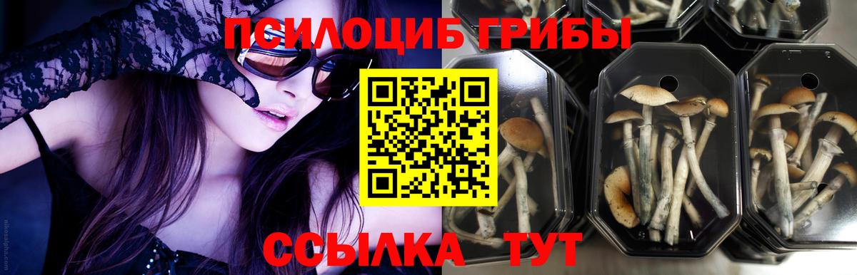 Псилоцибиновые грибы Psilocybe  Вход с VPN  Мытищи  Галлюциногенные грибы прущие грибы 